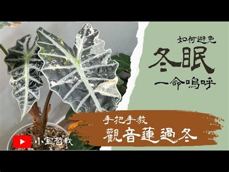 觀音蓮澆水|觀音蓮怎麼養？基礎照顧方法和特色